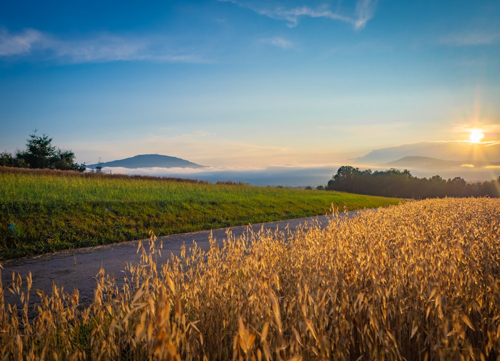 farmland during golden hour