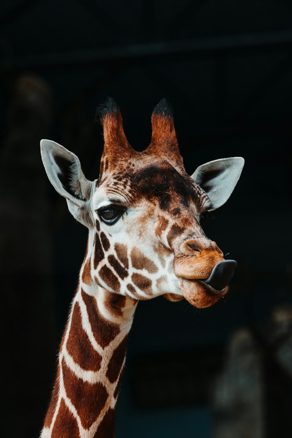 Selektives Fokusfoto der Giraffe