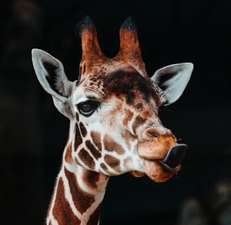 selective focus photo of giraffe