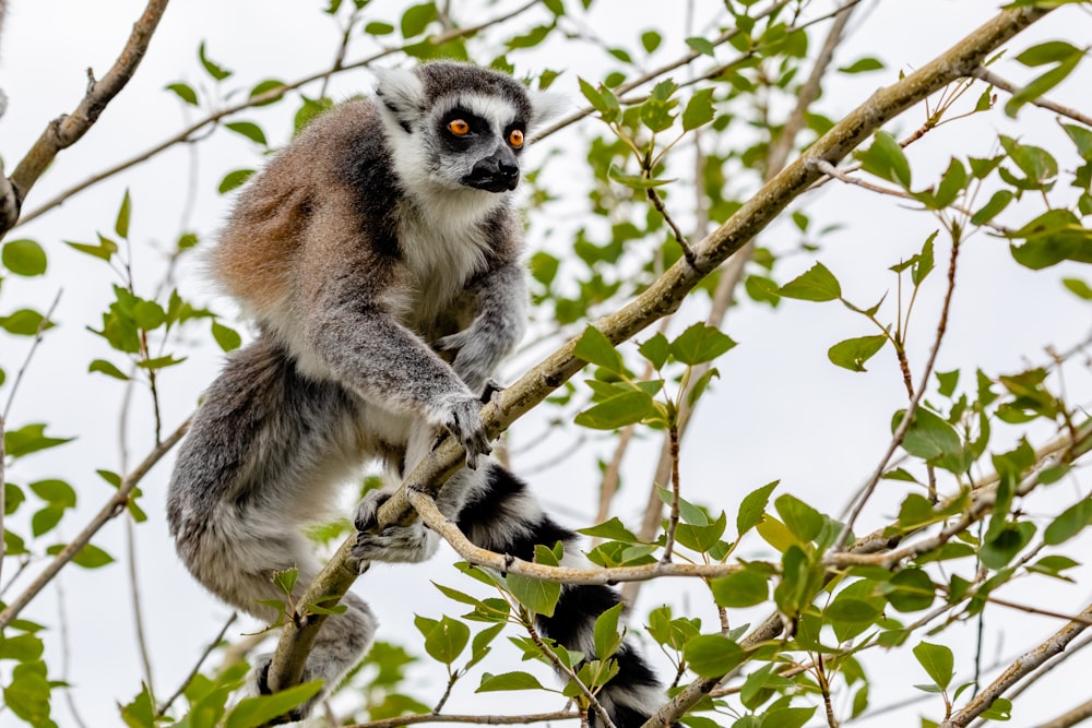 lémur en el árbol