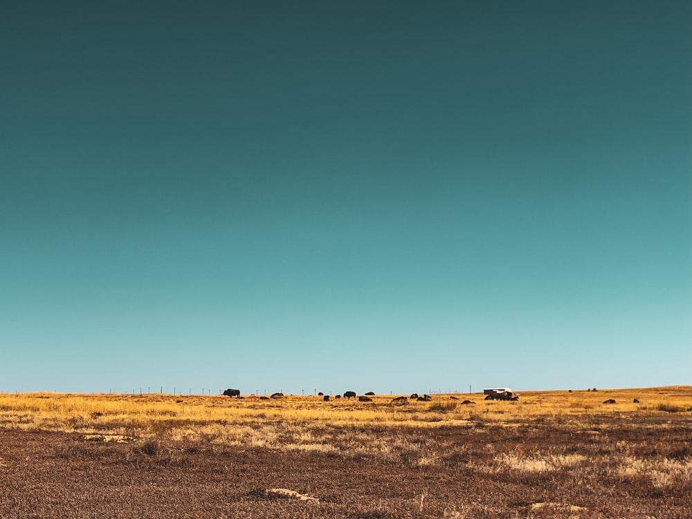 a herd of cattle standing on top of a dry grass field