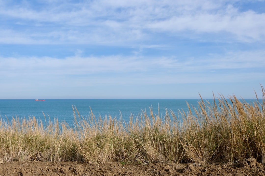 green grass near body of water,
