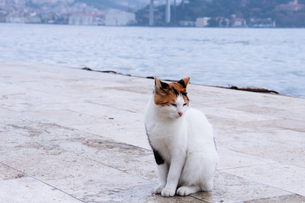 white, orange, and black cat sitting on bay near body of water