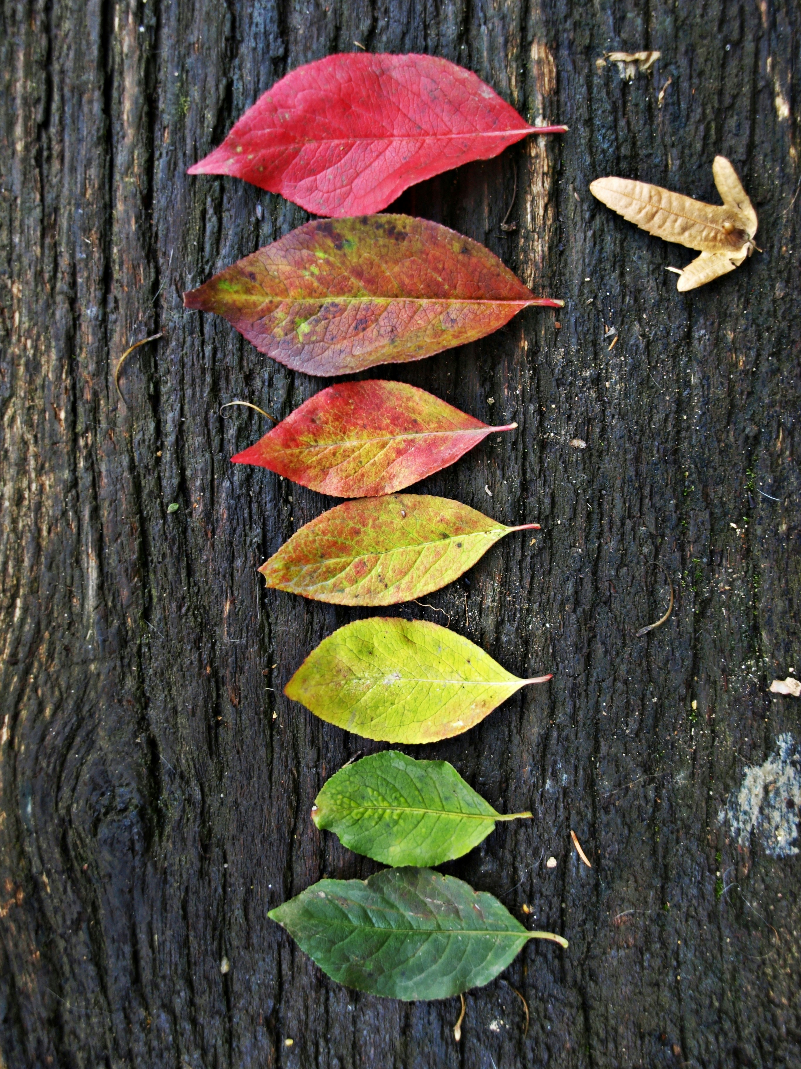 leaves on black surface