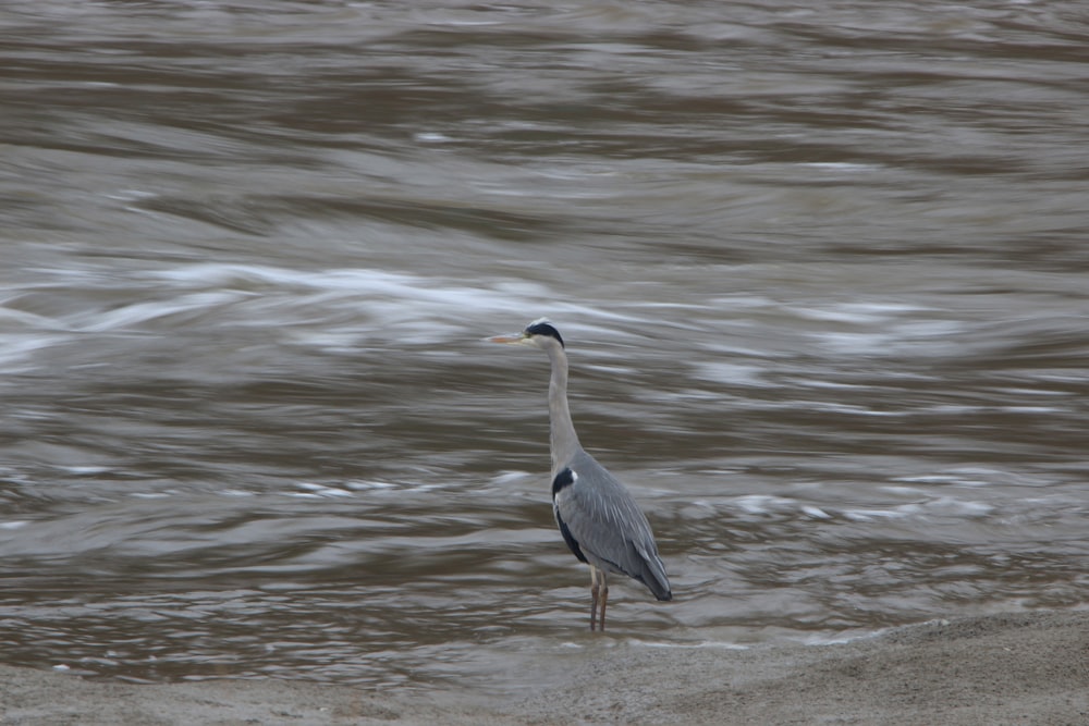grey heron on shore during daytime