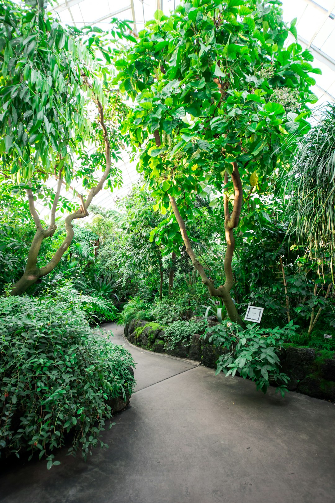 green-leafed plants during daytime