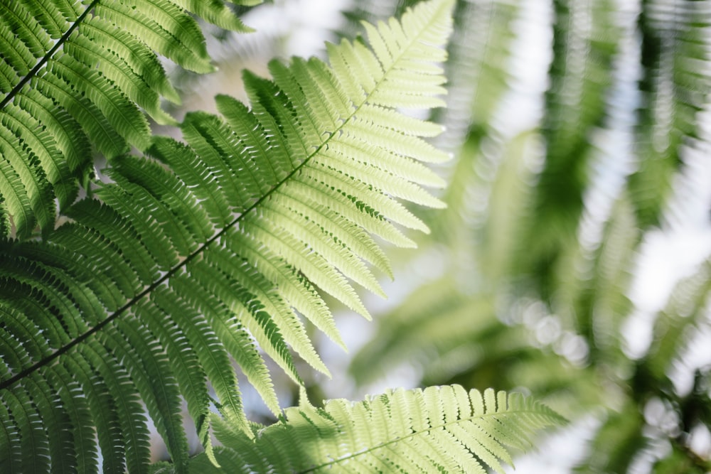 foto da planta da samambaia verde