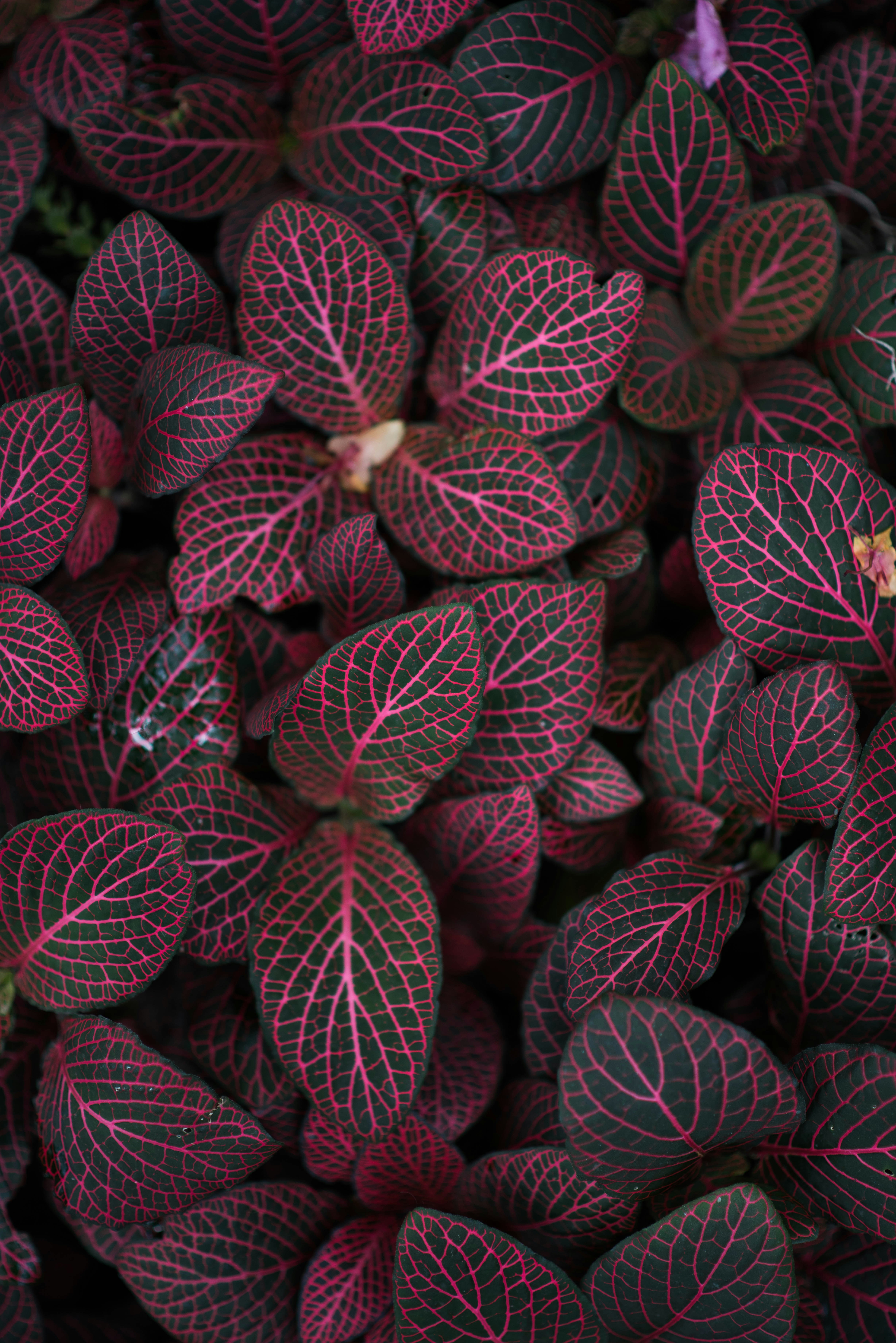 Maroonleafed plant photo  free grey image on unsplash