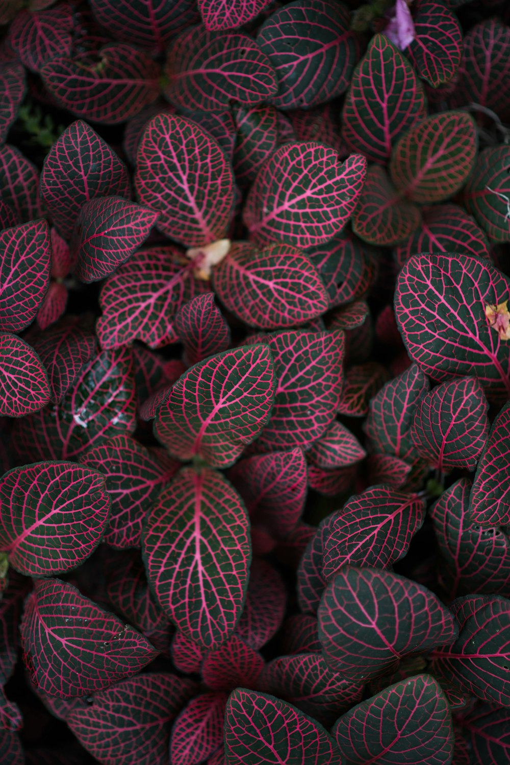 maroon-leafed plant