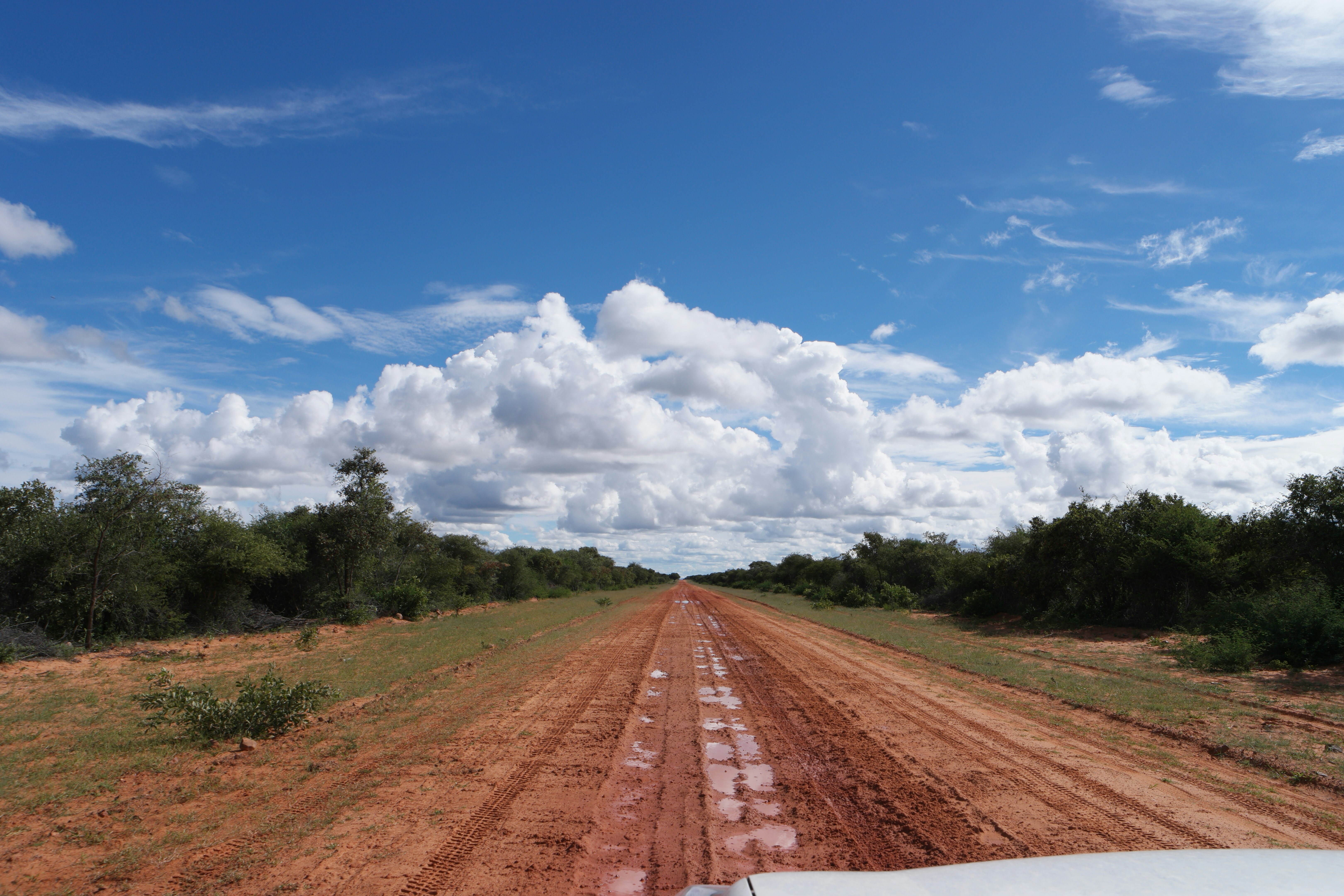 dirt road between trees