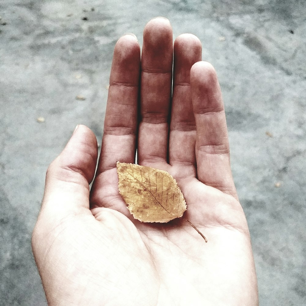 withered leaf on person's hand