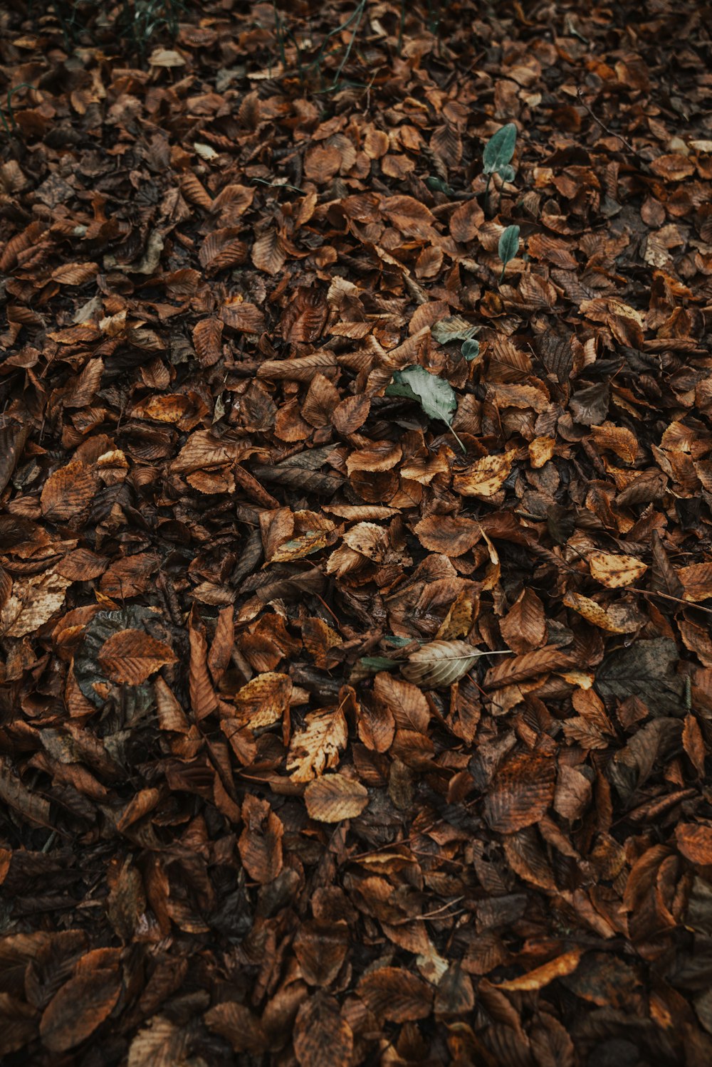 dried leaves