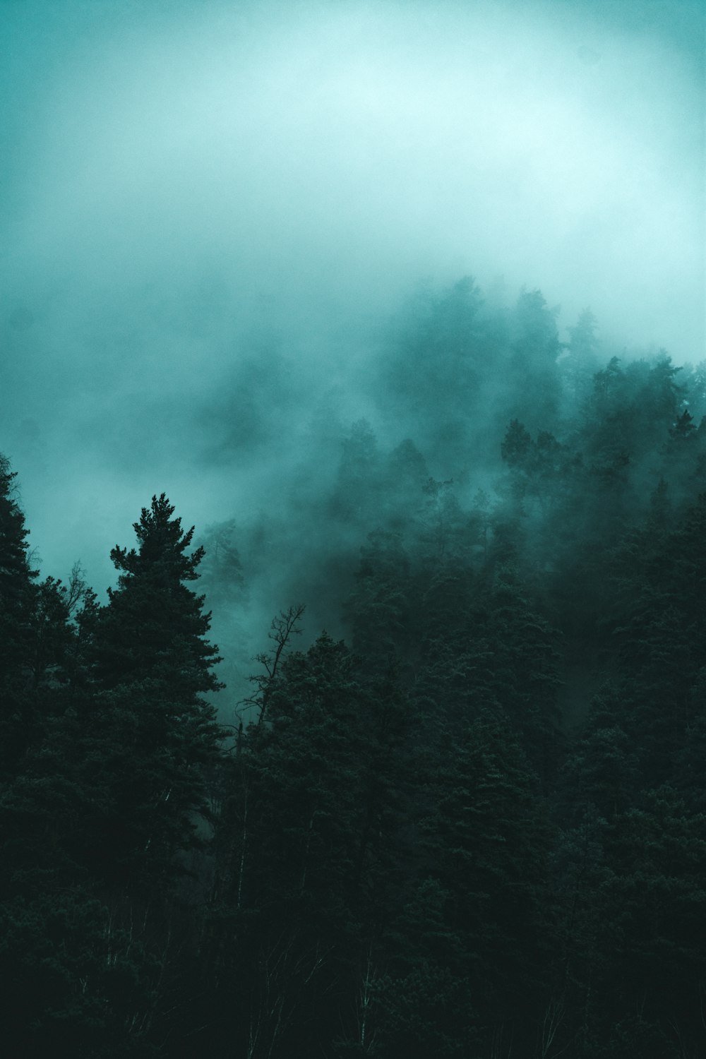 forest covered with fog