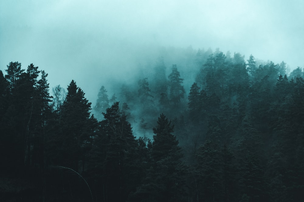 green foggy pine trees