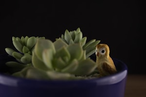 Lovely Green Succulent