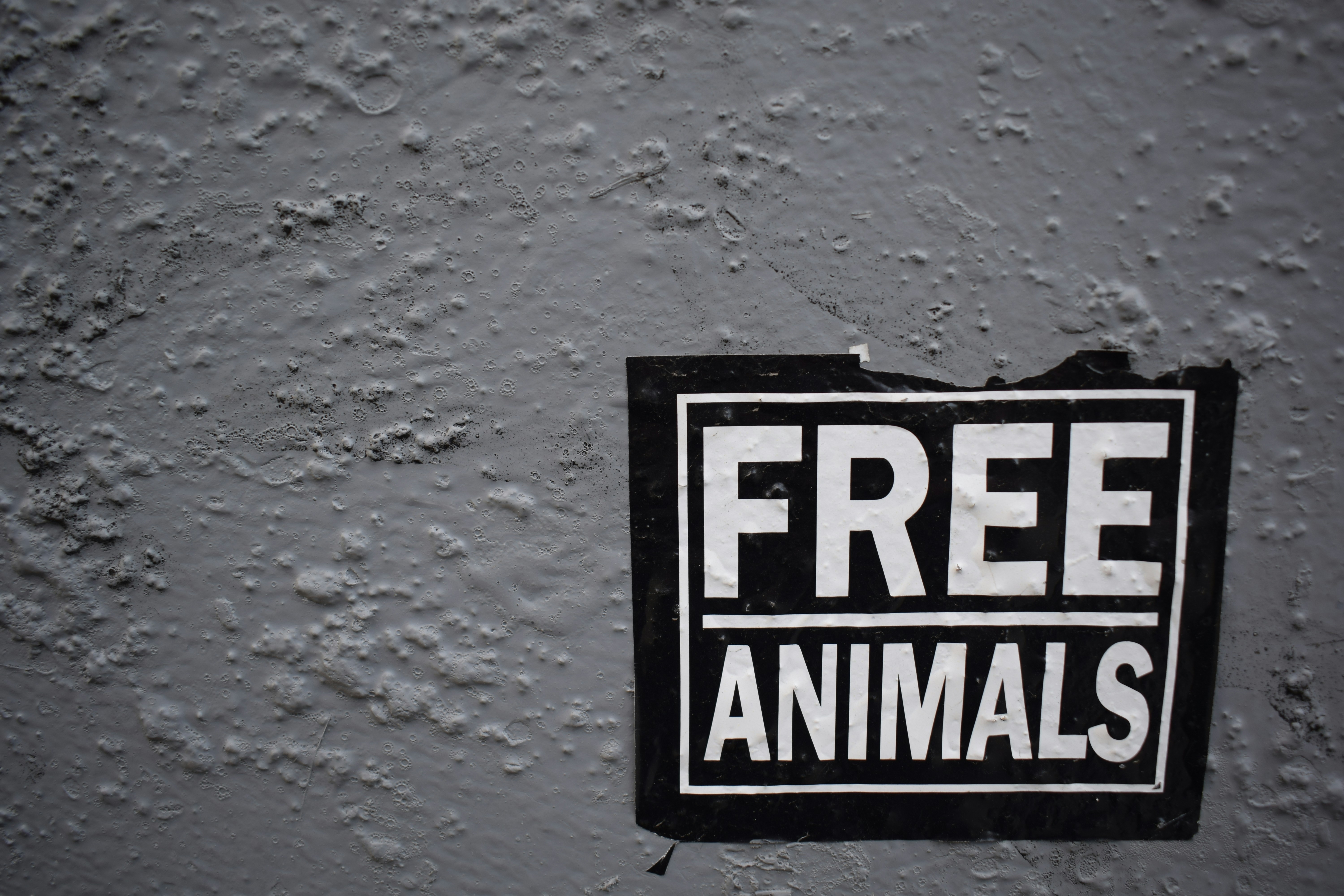 Discover the Real Superpowers of Extraordinary Animals