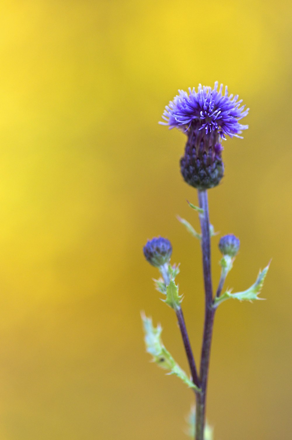 close-up photo of purple-petaled flower