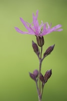 A delicate pink flower with fringed petals stands on a slender stem, surrounded by several unopened buds. The background is a soft, blurred green, creating a serene and natural setting.