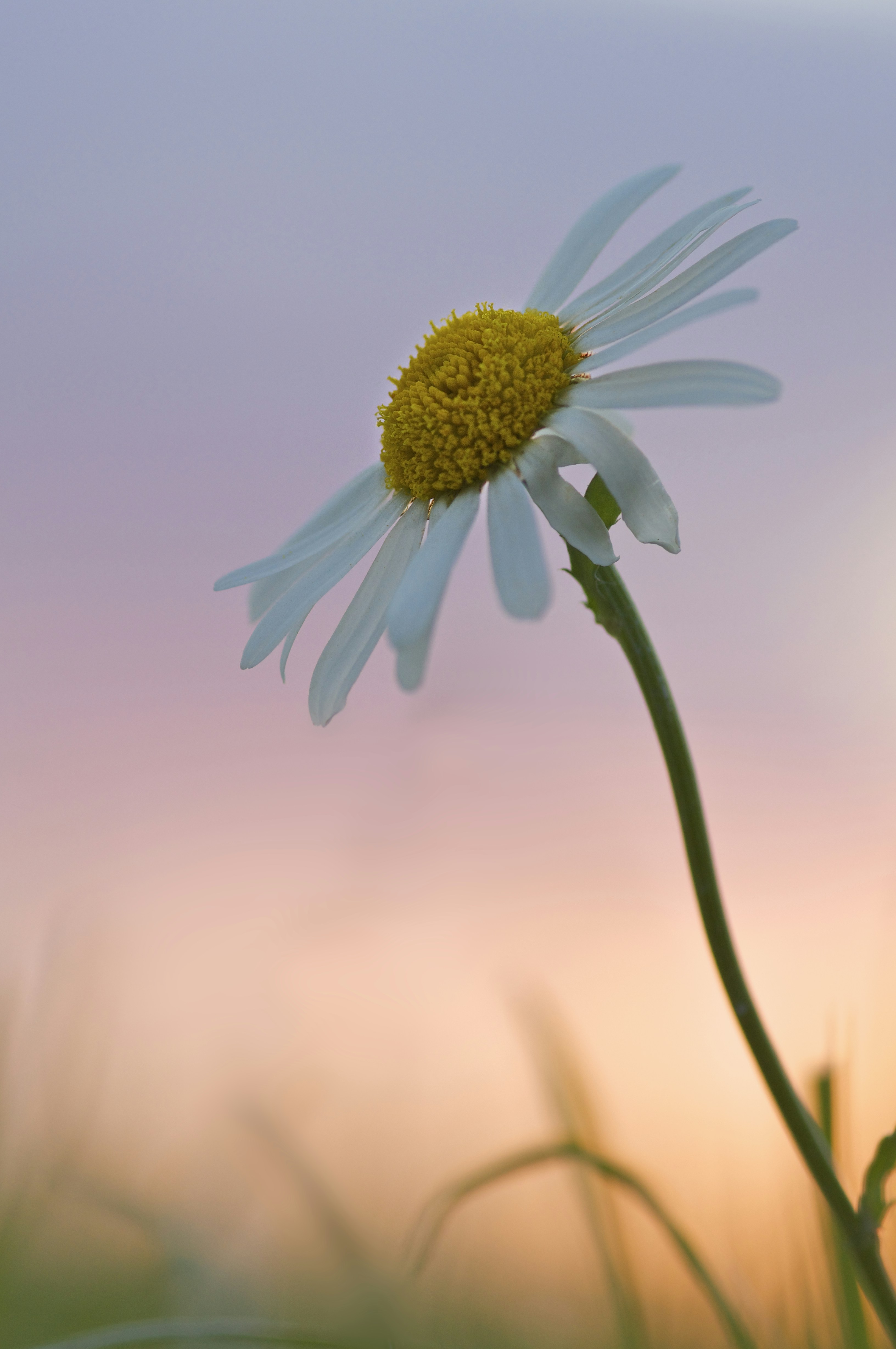 Photo by wolfgang_hasselmann