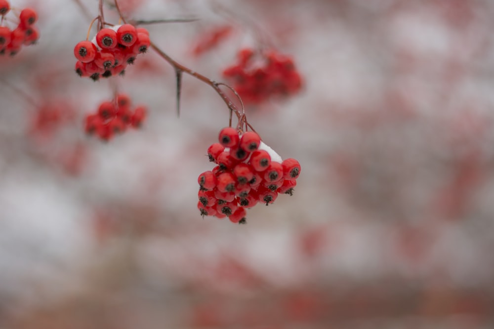 baies rouges