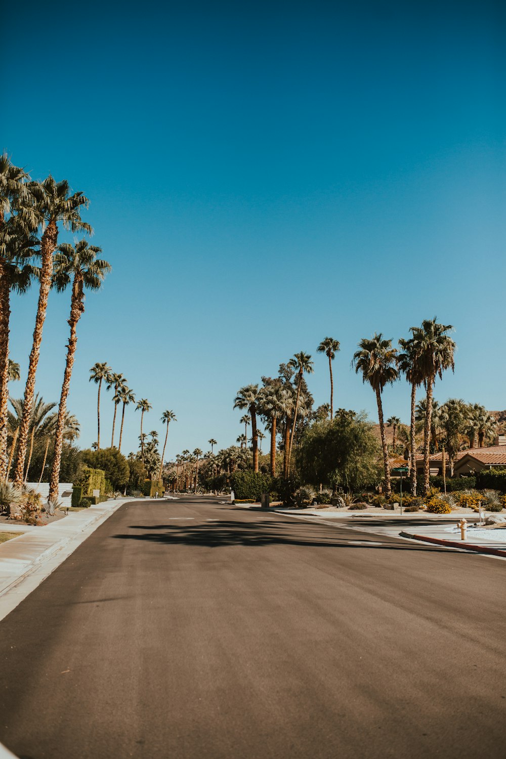 trees beside road