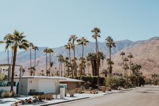 A row of tall palm trees lines a residential street in a desert landscape, with a modern mid-century house in the foreground. The background features a mountain range beneath a clear blue sky.