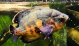 A large, colorful fish swimming in an aquarium, with distinctive orange and black patterns on its body. The water is clear, and there are visible aquatic plants in the background.