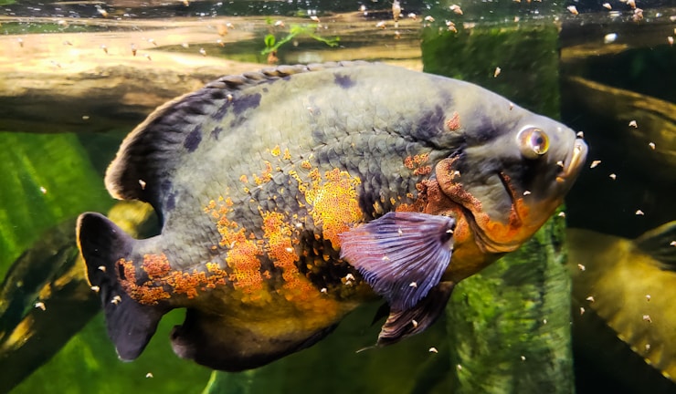 A large, colorful fish swimming in an aquarium, with distinctive orange and black patterns on its body. The water is clear, and there are visible aquatic plants in the background.