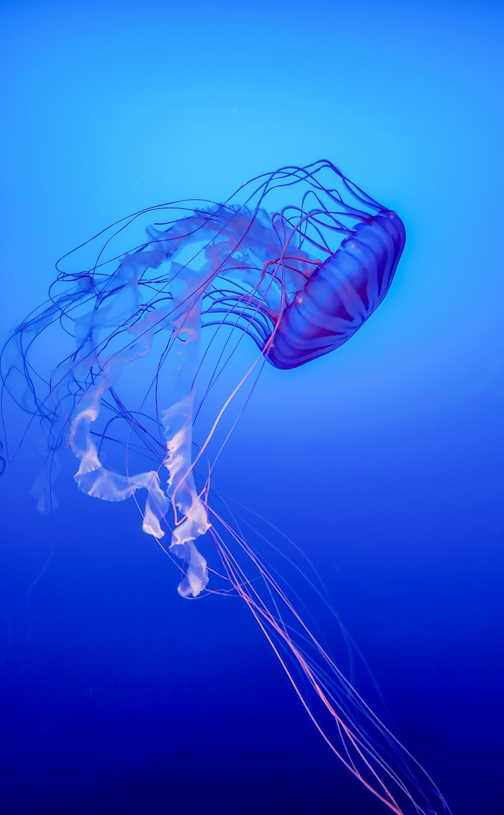 blue jellyfish