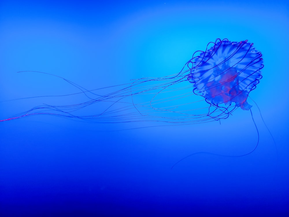 jellyfish