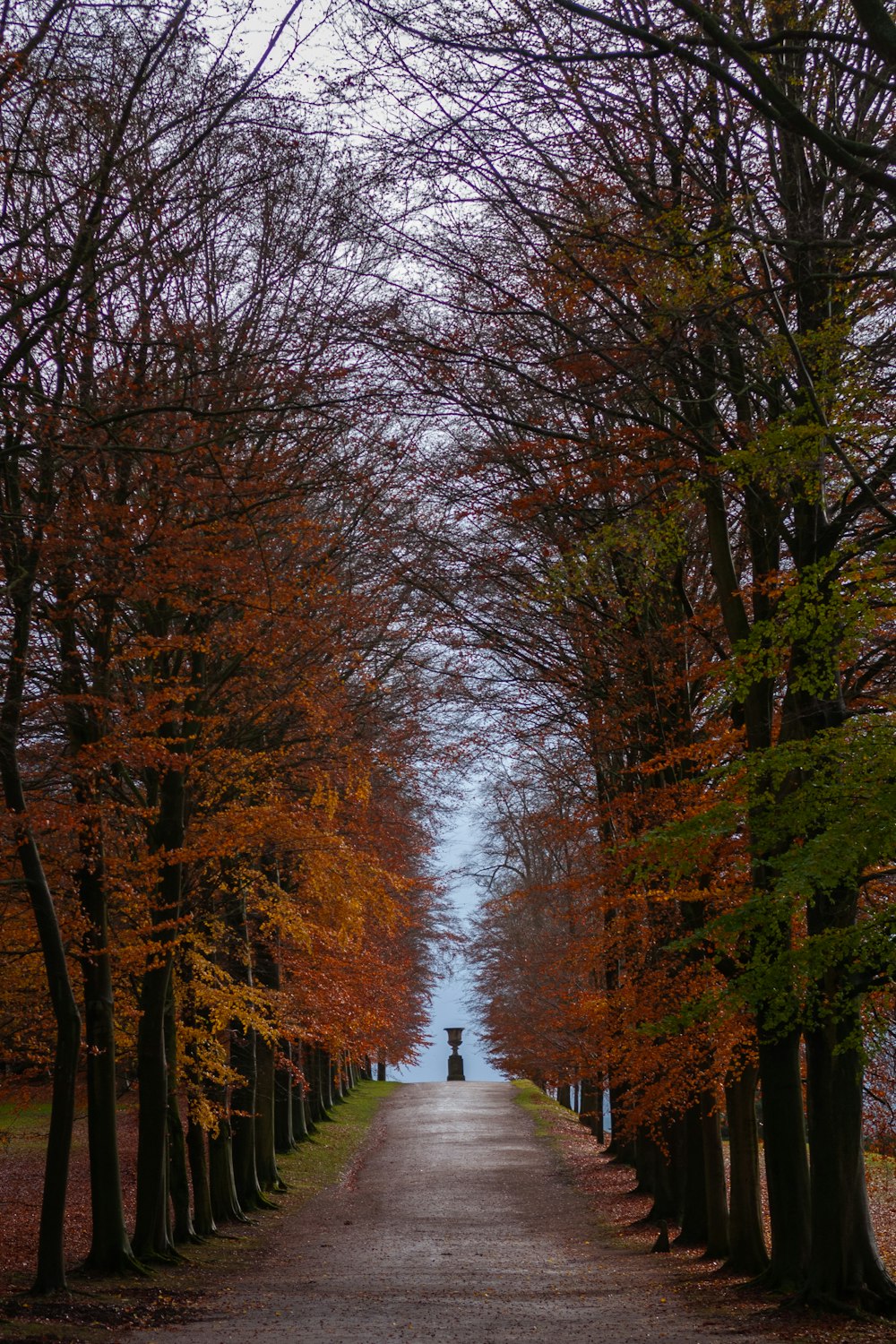 pathway between trees during daytime