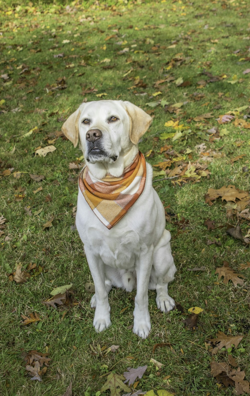 adult white Labrador retriever sitting on grass field