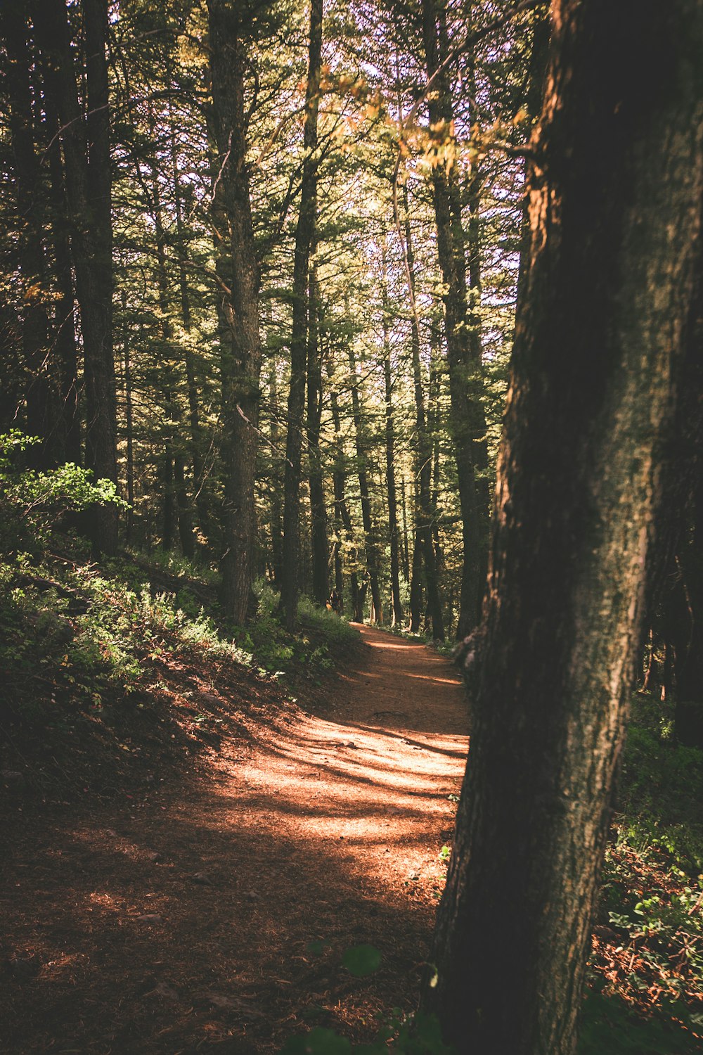 strada sterrata tra gli alberi