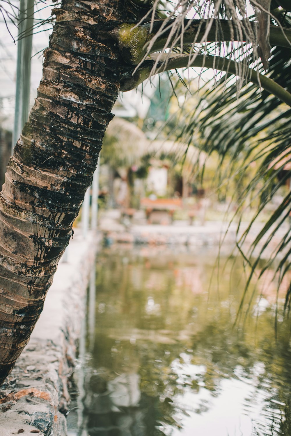 coconut tree beside body of water