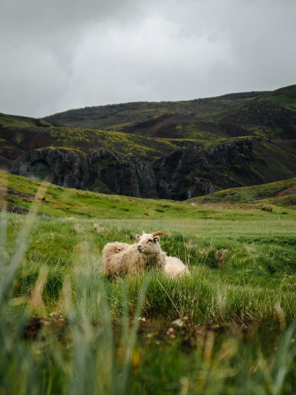 white sheep walking on grass field