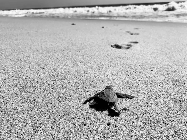 gray turtle