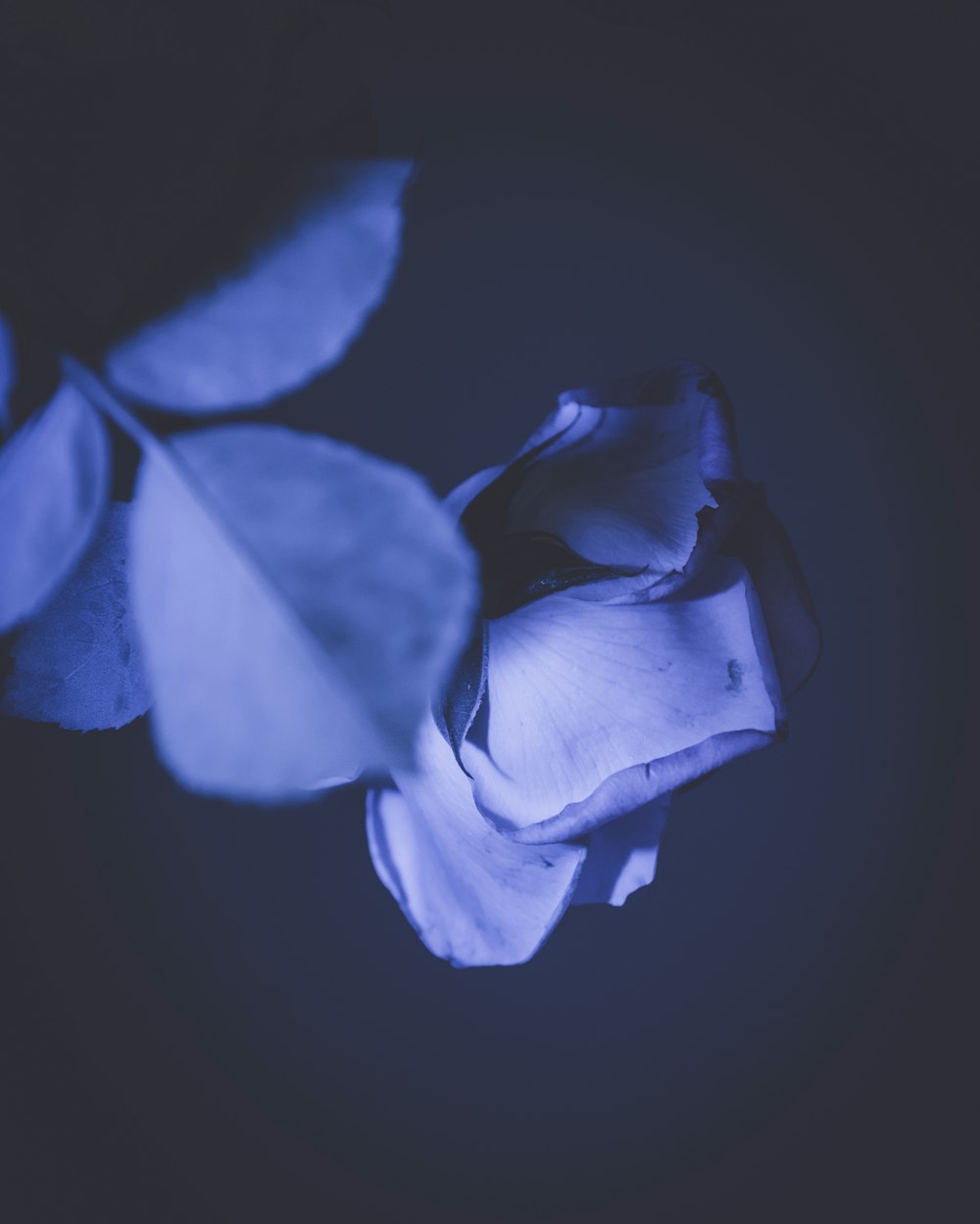 blue rose