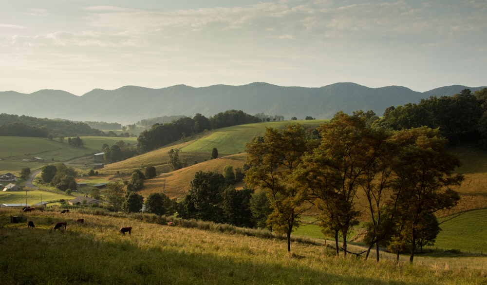 Berghang mit grünem Gras