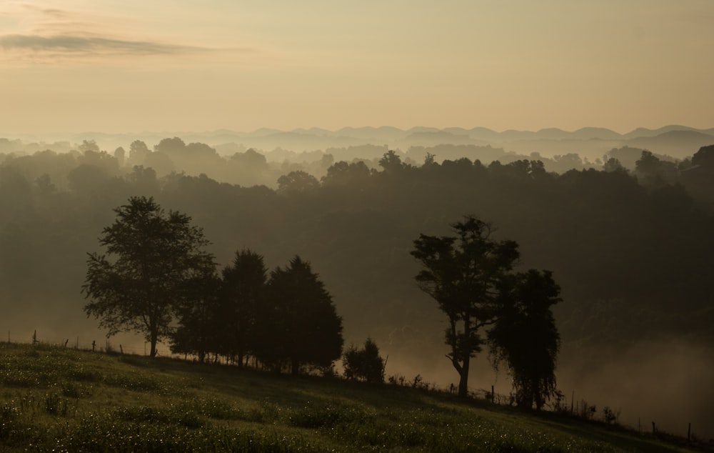 trees on hill