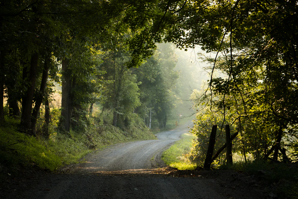 Serene rural scene with winding dirt road surrounded by lush green trees and bushes