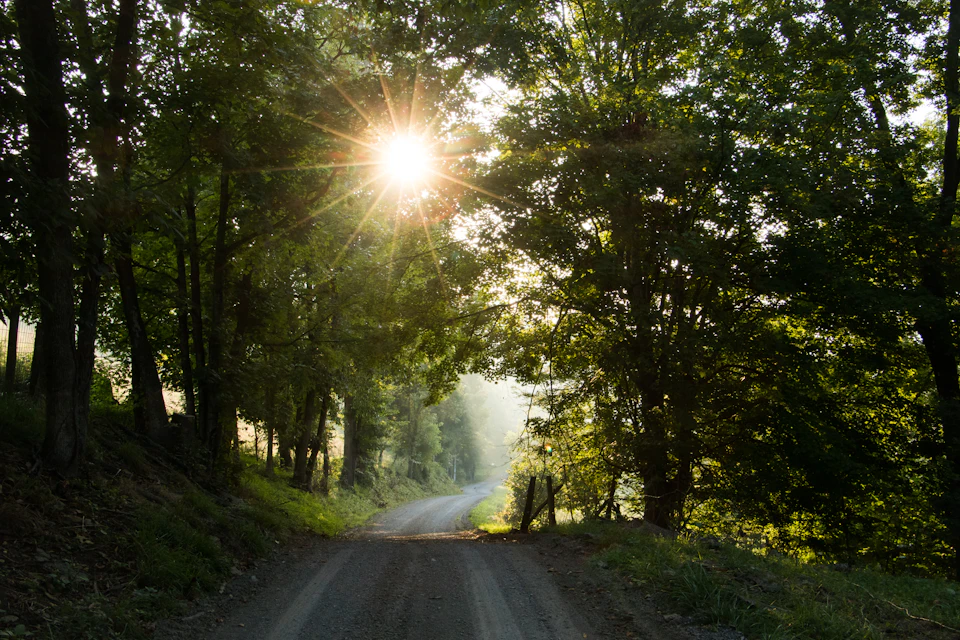 Serene rural landscape features a winding dirt road surrounded by lush greenery and sunlight