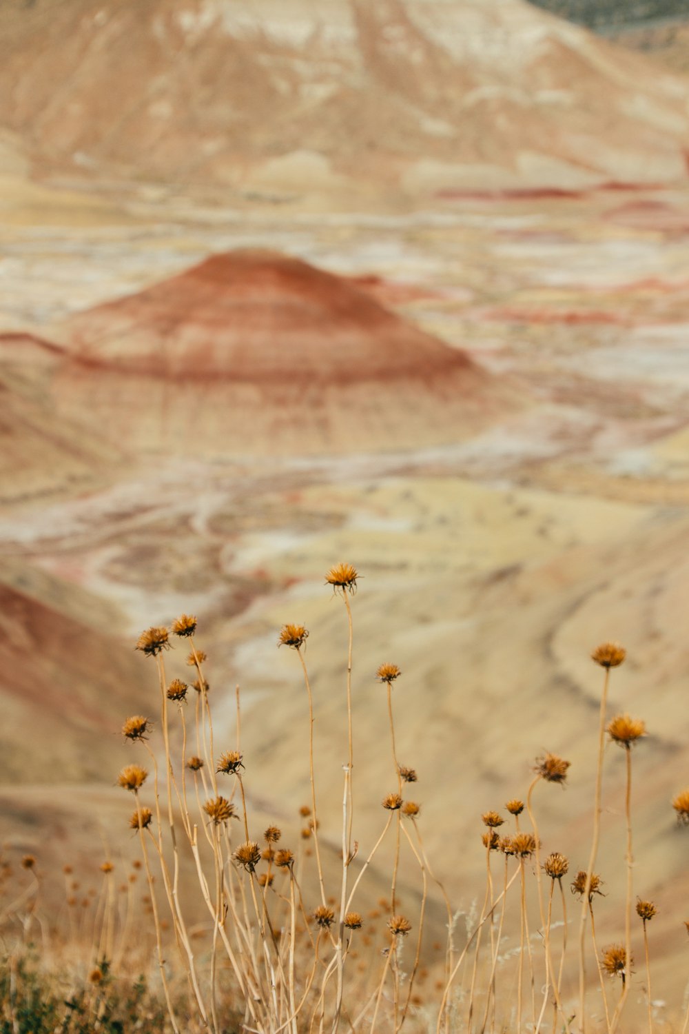 a couple of yellow flowers sitting on top of a dry grass field