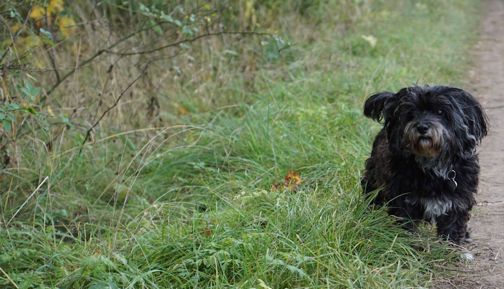 black coated dog walking on grass field