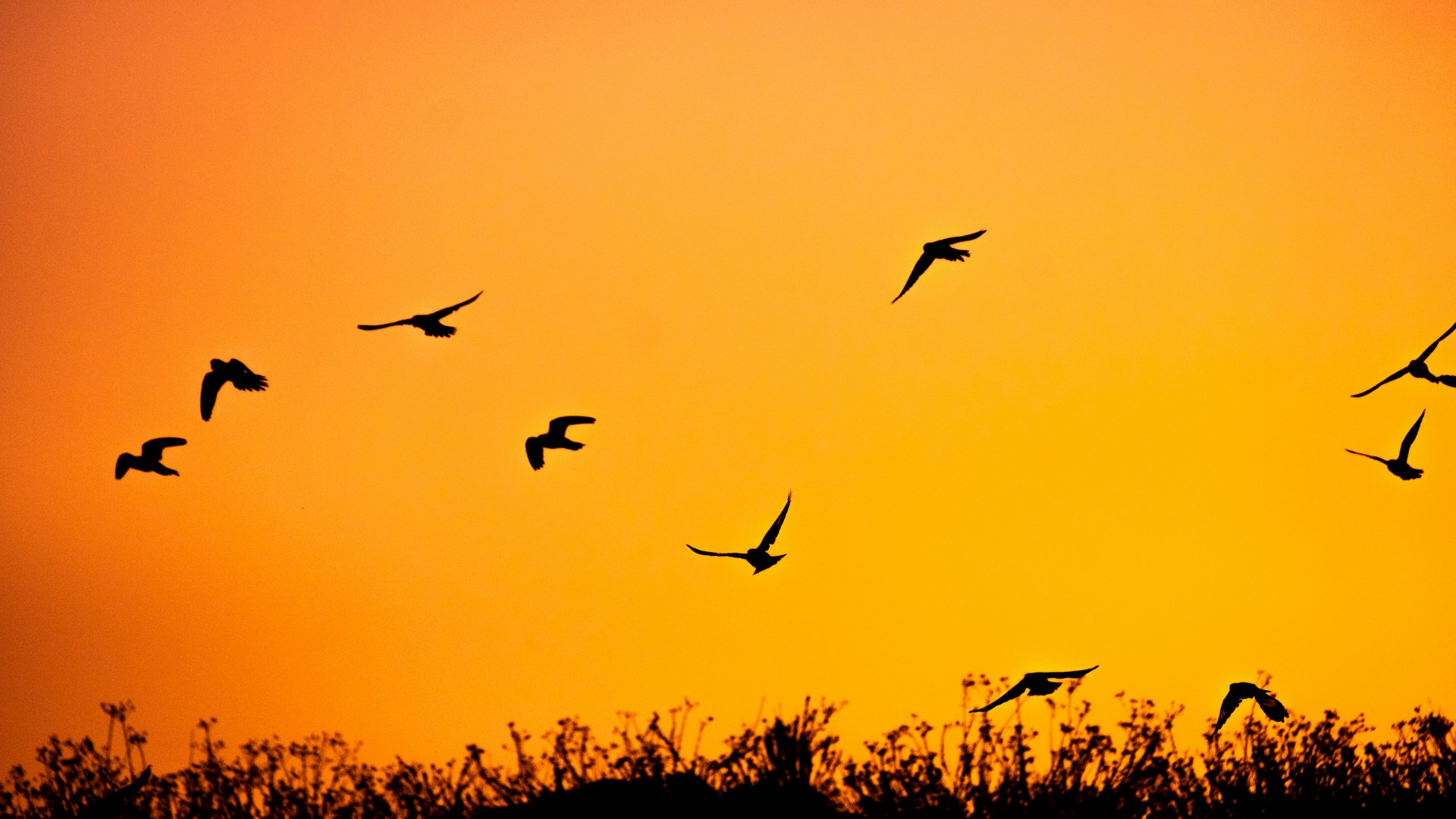 silhouette of birds midair