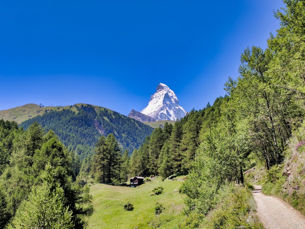 trees on mountains