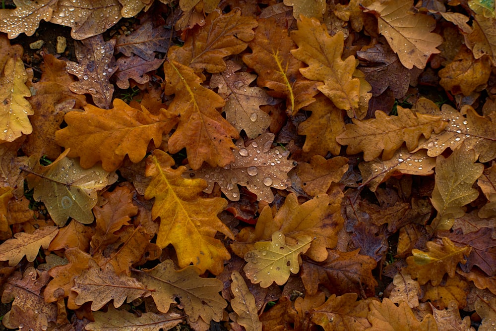 feuille d'érable