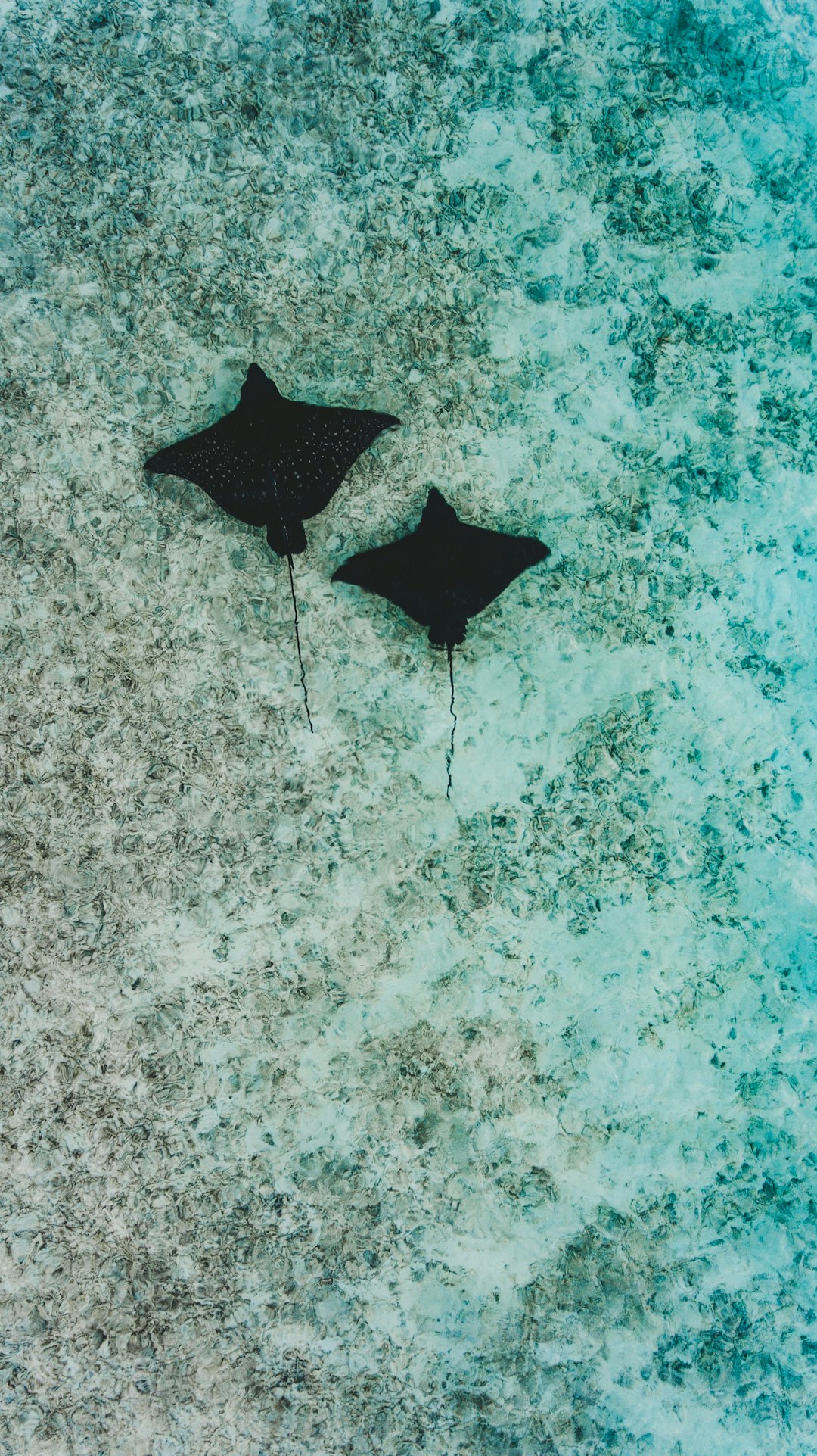 two black stingray