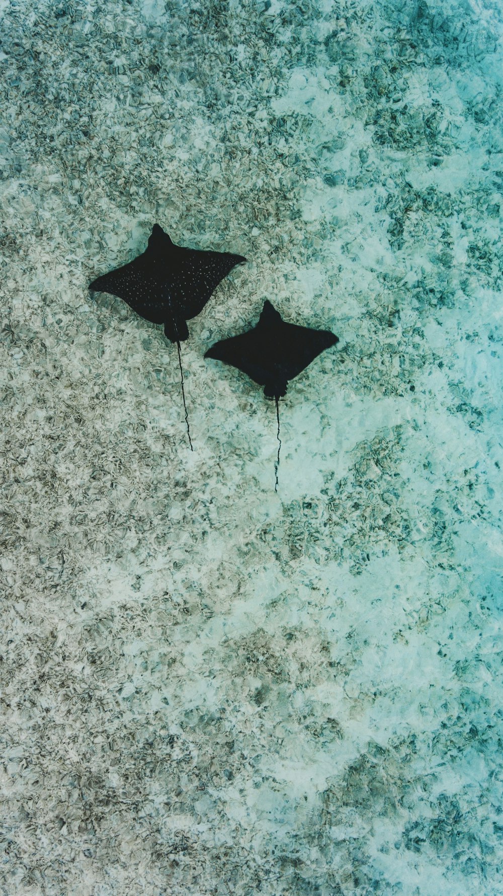 two black stingray