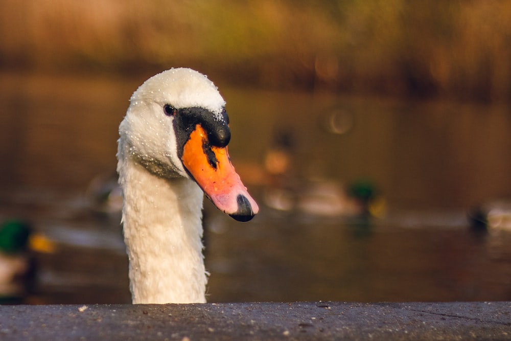 white duck