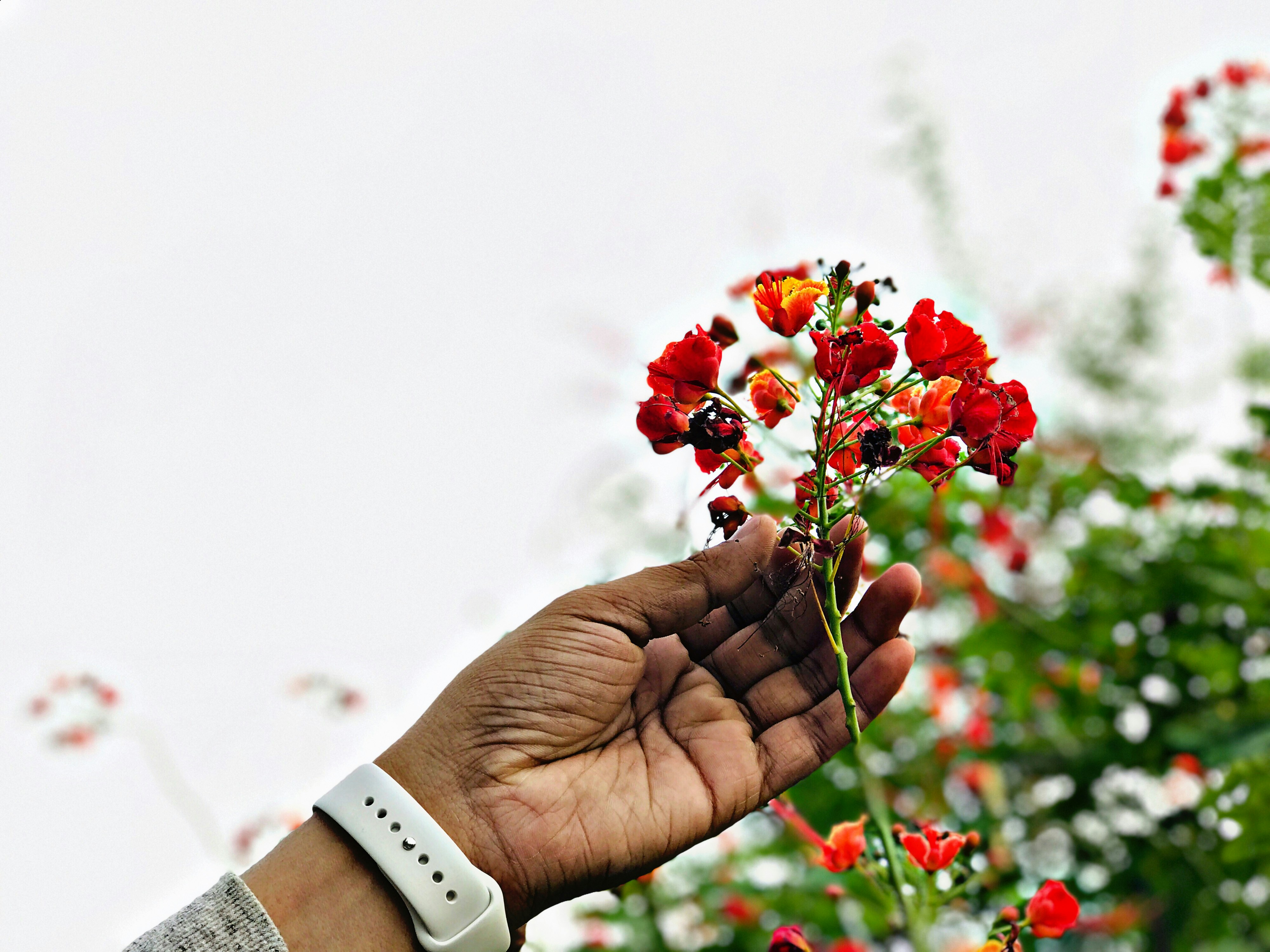 person holding red petaled flower